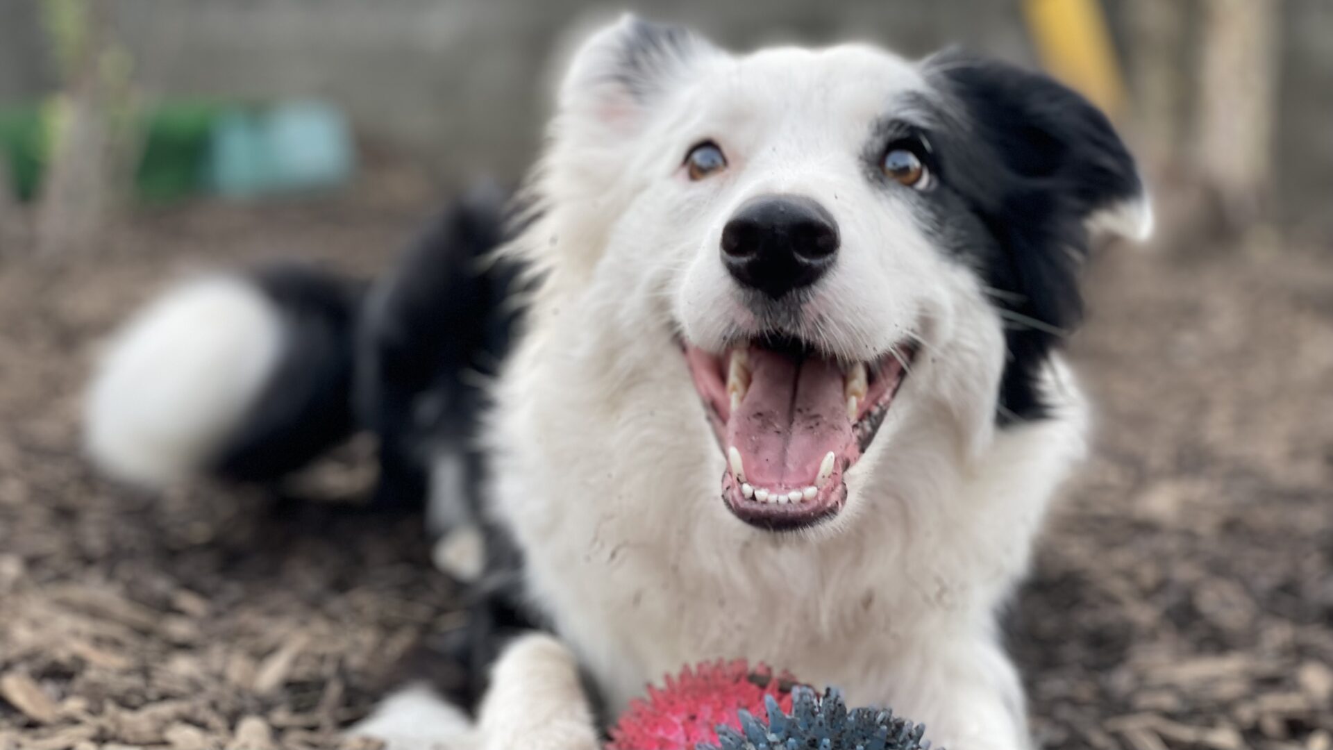 ベリーのおうち ｜鹿児島県にあるワンちゃんの総合施設